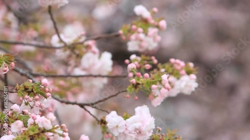 Cherry Blossom with nature background, Sakura season in Japan.