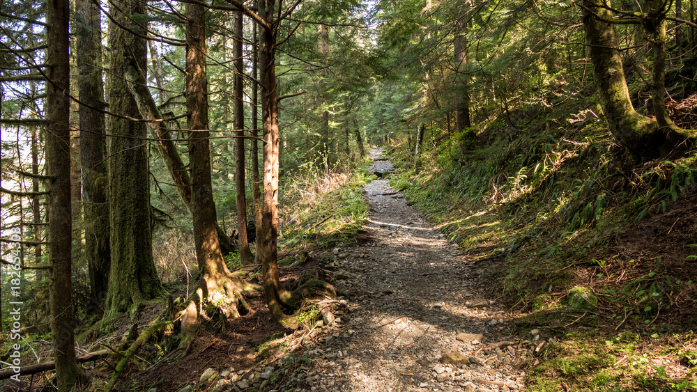 Fototapeta premium rough trail in forest