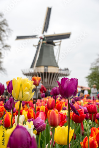 Fabulous landscape of Mill wind and tulips in Holland