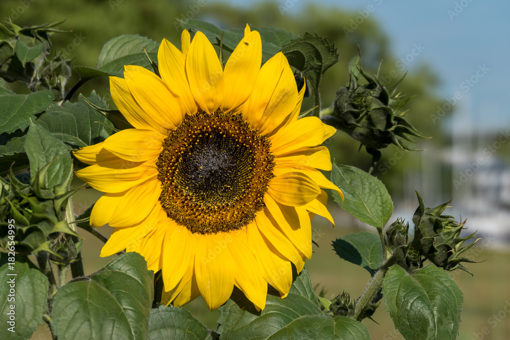 Obraz premium sunflower under the sun