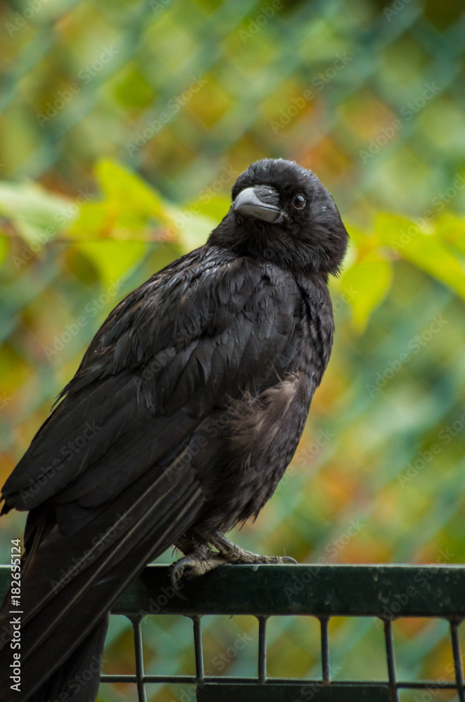 Fototapeta premium crow looking towards you