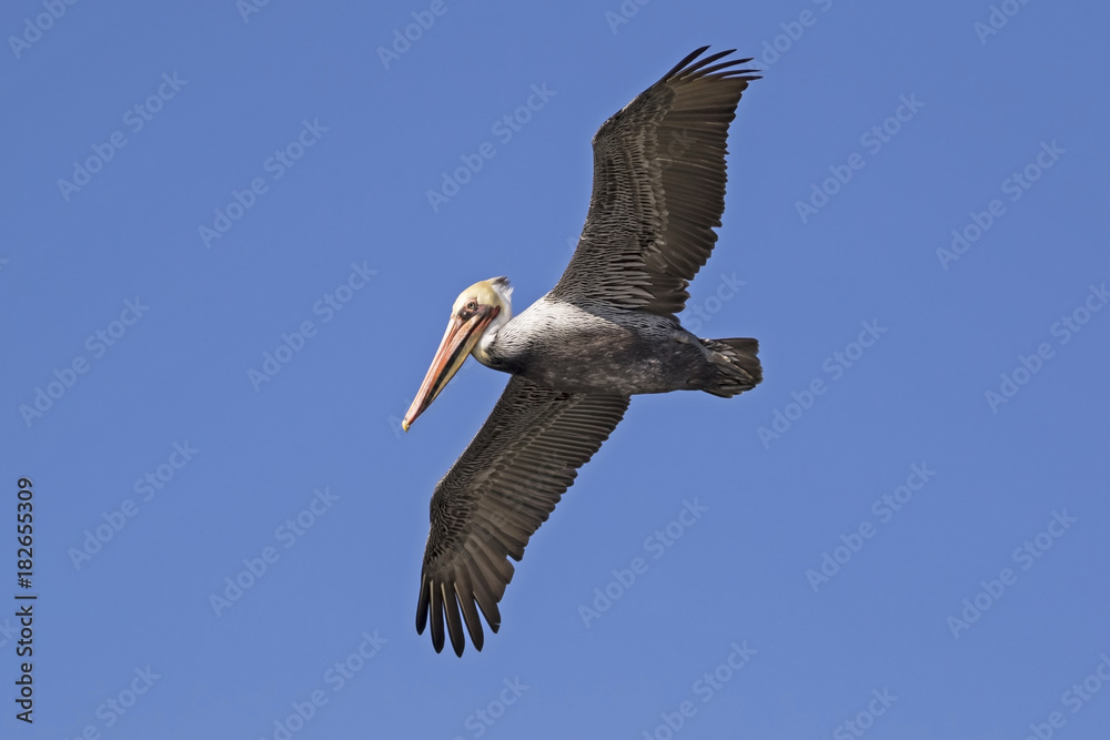 Fototapeta premium Bird brown pelican flying high above wetlands