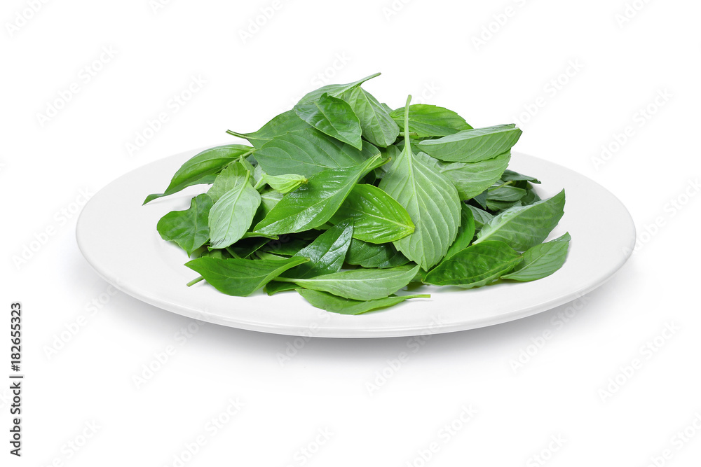 thai basil leaves in the white plate isolated on white background thai basil leaves in the white plate isolated on white background