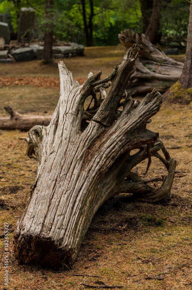 cut tree trunk with roots laying on the ground in the garden. cut tree trunk with roots laying on the ground in the garden.