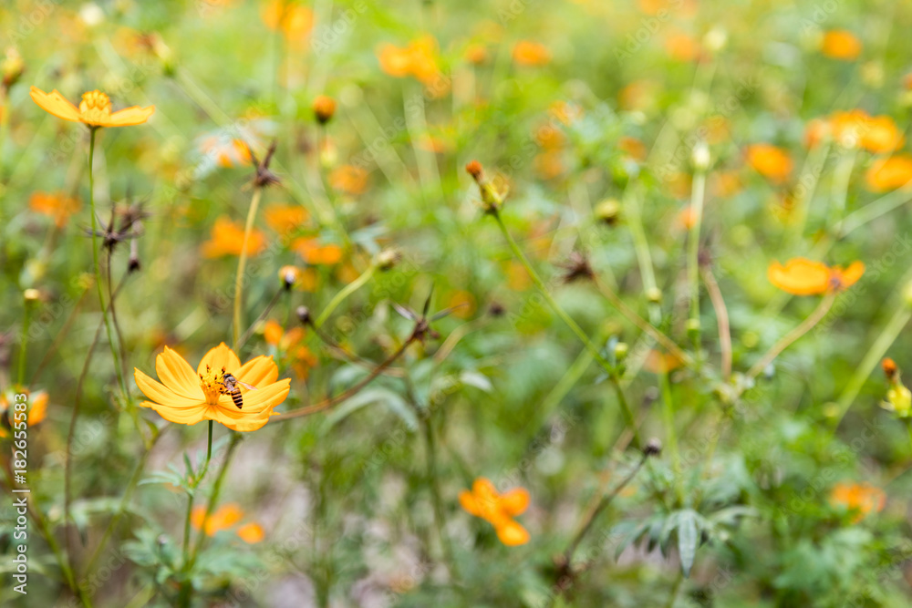 A beautiful bee on yellow flower with Nature background