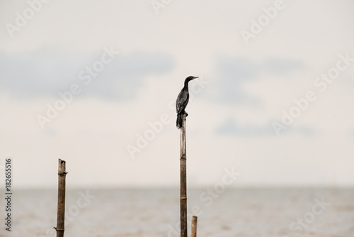 Little cormorant in wetlands Thale Noi, one of the country's largest wetlands covering Phatthalung, Nakhon Si Thammarat and Songkhla ,South of THAILAND.