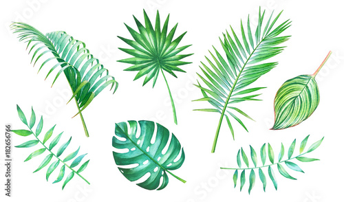 Watercolor collection of the tropical leaves isolated on white background. Hand drawn elements for floral tropical design.