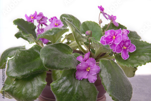 Saintpaulias African violets, Saintpaulia ionantha pink flower in pod, indoor plant on white background photo