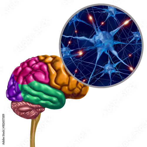 Brain Lobe Active Neurons photo