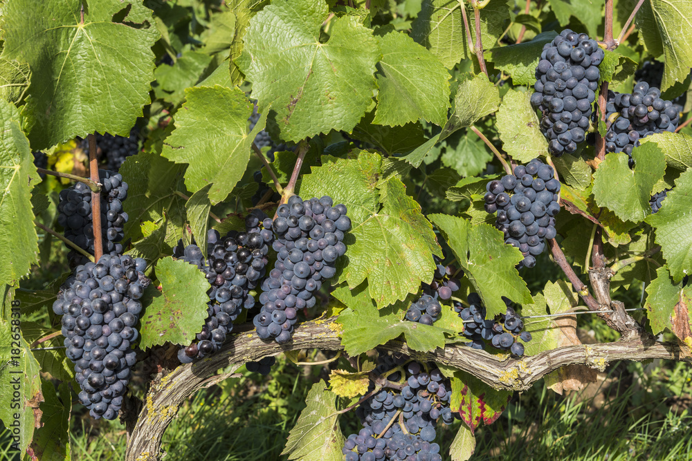 Pinot Noir Grapes on a Vine Champagne