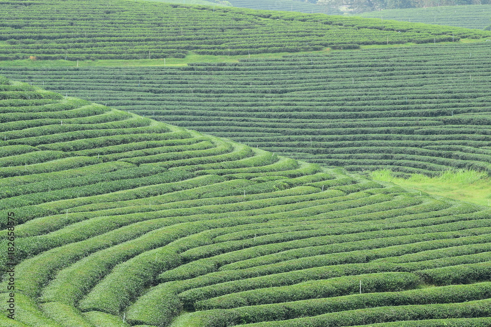 Tea plantation landscape in the north of Thailand