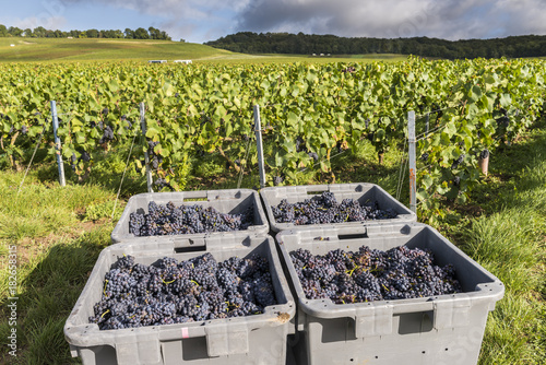 Pinot Noir Harvest Champagne