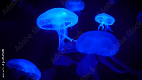 Color Changing Jellyfish  in Aquarium pool 4k 
