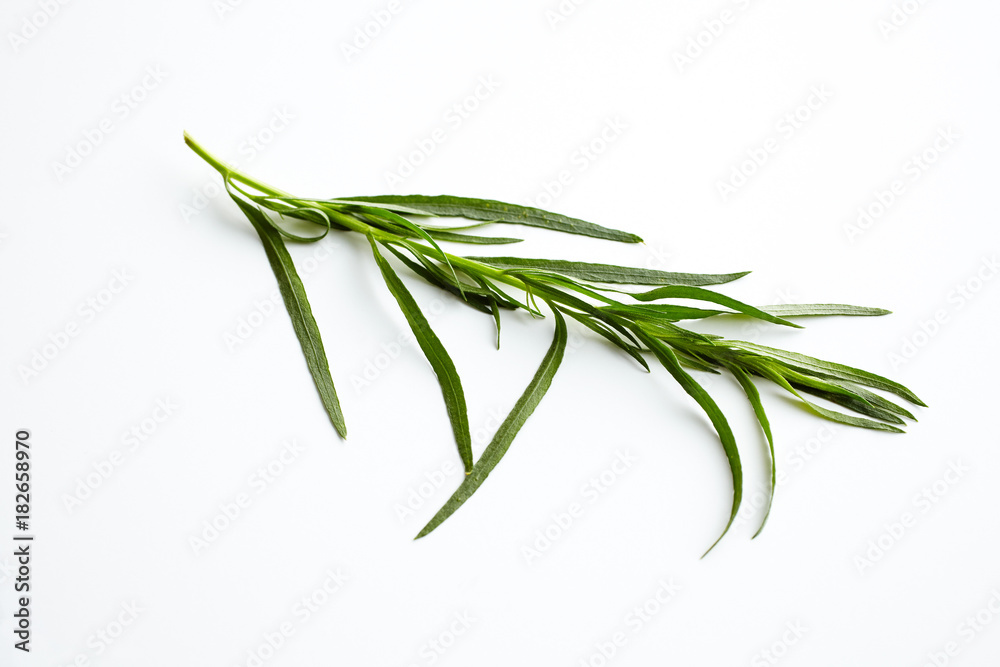 Fototapeta premium Estragon (Artemisia dracunculus); ein Zweig Estragon auf weißem Hintergrund