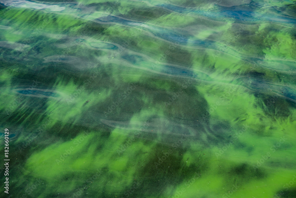 Surface of lake water blooming with plankton algae Surface of lake water blooming with plankton algae