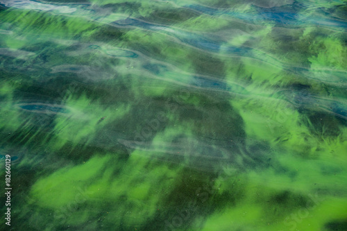Surface of lake water blooming with plankton algae