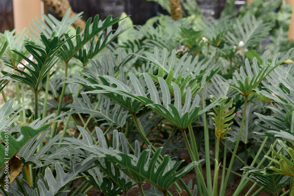 Philodendron tropical leaf in outdoor garden Philodendron tropical leaf in outdoor garden