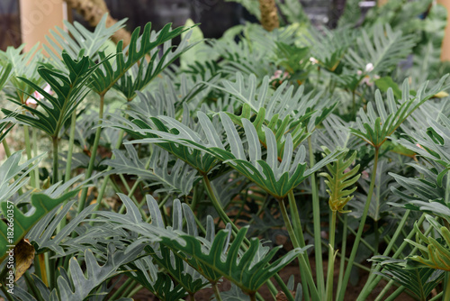 Philodendron tropical leaf in outdoor garden