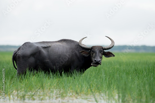 Water buffaloes in wetlands Thale Noi, one of the country's largest wetlands covering Phatthalung, Nakhon Si Thammarat and Songkhla ,South of THAILAND.
