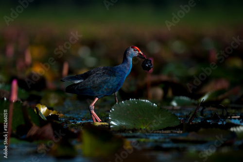 Purple Swamphen in wetlands Thale Noi, one of the country's largest wetlands covering Phatthalung, Nakhon Si Thammarat and Songkhla, South of THAILAND.