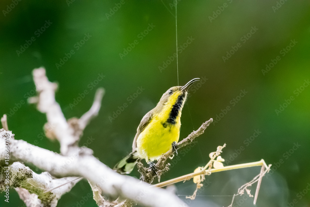 Olive-backed sunbird or Yellow-bellied sunbird Olive-backed sunbird or Yellow-bellied sunbird