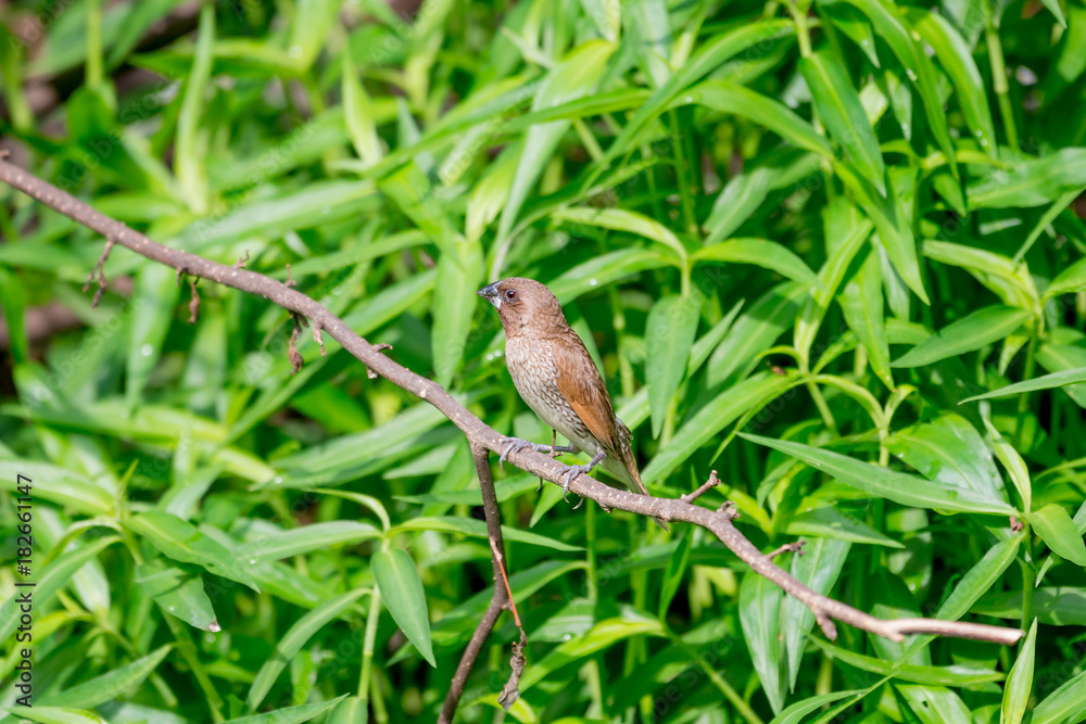 Scaly-breasted Munia Scaly-breasted Munia
