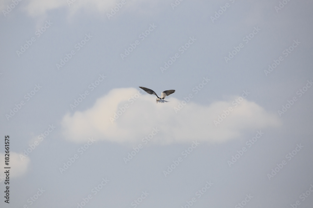 Fototapeta premium A black headed gulls flying in the sky