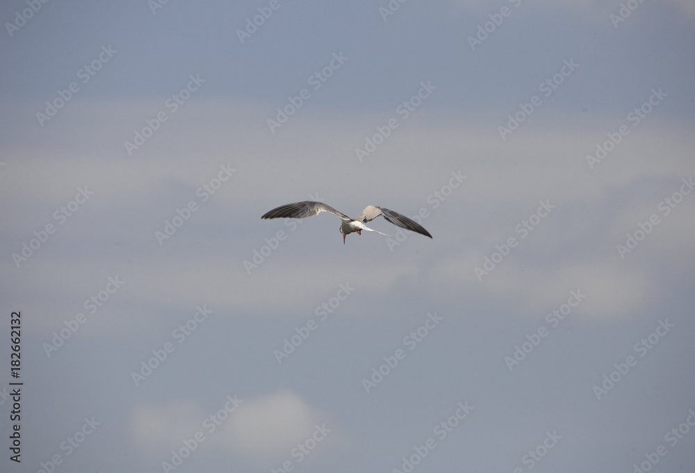 A black headed gulls flying in the sky A black headed gulls flying in the sky