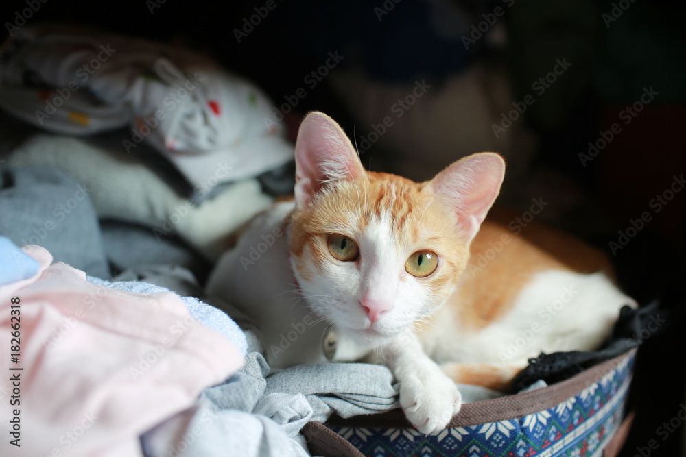ginger cat in bedroom
