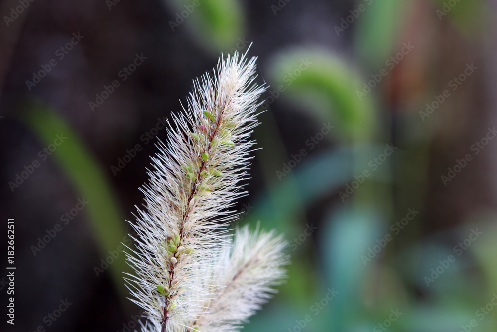 Grass flower on white color with blur background. Closeup of flowering grass on blur background. Grass flower on white color with blur background. Closeup of flowering grass on blur background.