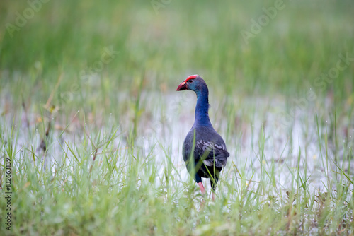 Purple Swamphen in wetlands Thale Noi, one of the country's largest wetlands covering Phatthalung, Nakhon Si Thammarat and Songkhla, South of THAILAND.