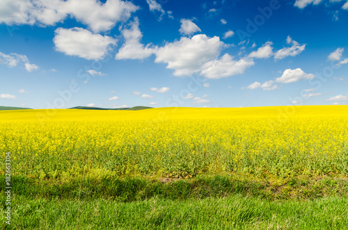 Yellow oilseed rape field under the blue sky with sun