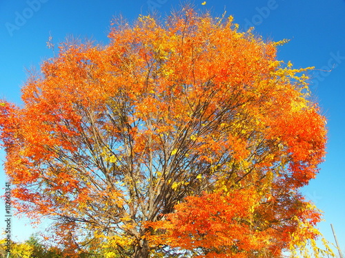 紅葉の欅と青空