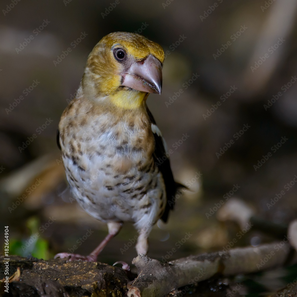A young hawfinch (Coccothraustes coccothraustes) A young hawfinch (Coccothraustes coccothraustes)