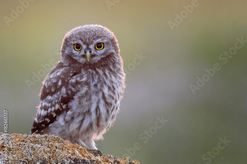 The little owl (Athene noctua) is on the stone on a beautiful background © Tatiana