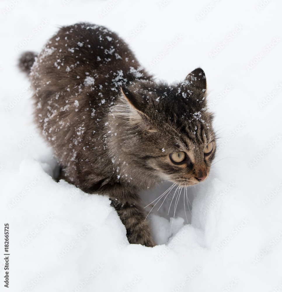 furry cat in the snow