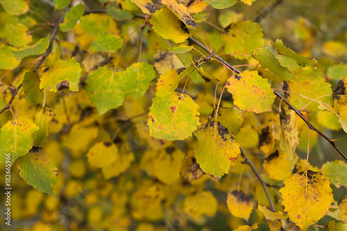 Yellow Leaves Of Birch On Branch In Autumn Park Outdoor Close Up.