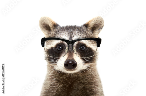 Fototapeta Naklejka Na Ścianę i Meble -  Portrait of a cute funny raccoon wearing glasses, isolated on a white background