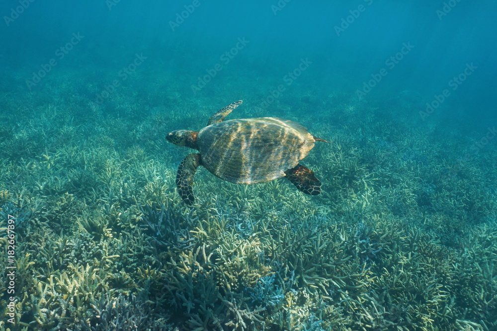 Obraz premium South Pacific ocean underwater a hawksbill sea turtle Eretmochelys imbricata, swims over a coral reef, New Caledonia, Oceania