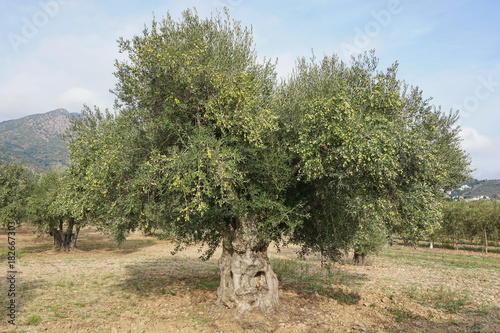 An olive tree with fruits in a field in Spain, Mediterranean, Roses, Girona, Catalonia, Alt Emporda