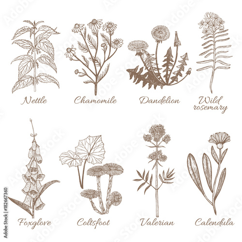 Set of Medicinal Plants. Collection in Hand Drawn Style. Vector Illustration of Nettle Chamomile Dandelion Wild Rosemary Foxglove Coltsfoot Valerian Calendula
