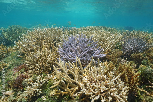 Oceania New Caledonia coral reef in good health underwater, south Pacific ocean, lagoon of Grande Terre island