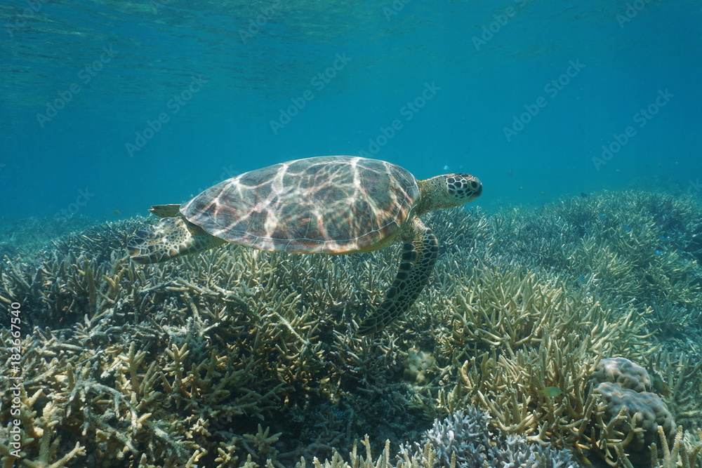 Obraz premium Underwater a green sea turtle Chelonia mydas, swims over a coral reef, New Caledonia, south Pacific ocean, Oceania