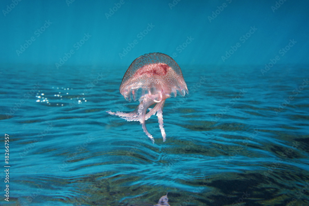 Naklejka premium Underwater sea surface with a jellyfish mauve stinger Pelagia Noctiluca, inverted image, Mediterranean, Cote d'Azur, France