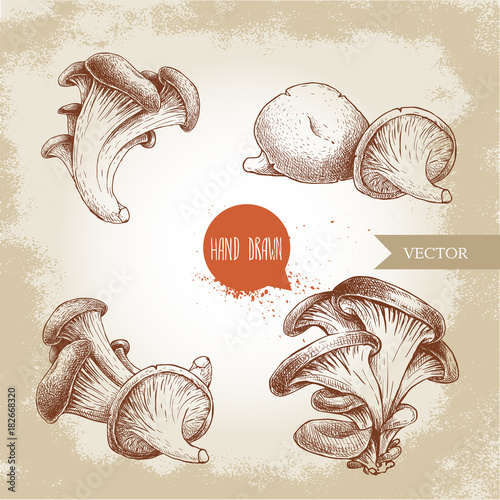Hand drawn sketch style oyster mushroom bunches set. Fresh farm food vector illustrations collection.