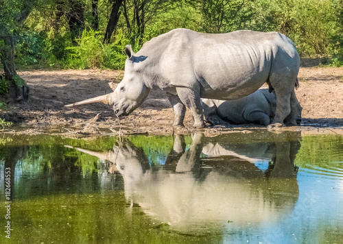 Mother white Rhino with its calf  Khama Rhino Sanctuary  Serowe  Botswana