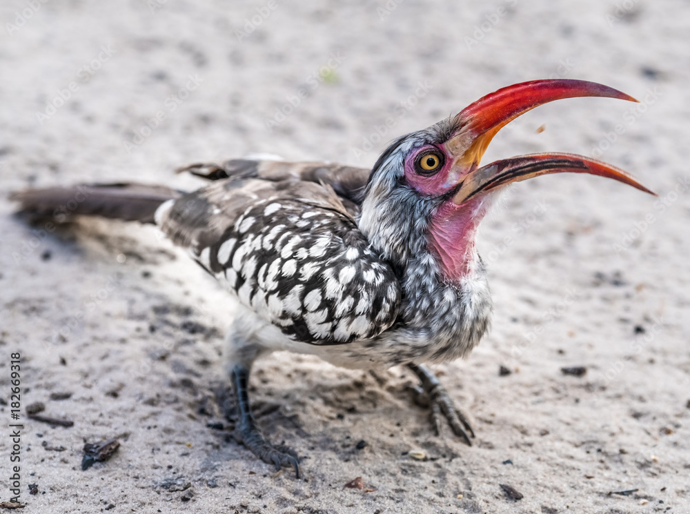Obraz premium Red-billed hornbill, Moremi Game Reserve, Okavango Delta, Botswana