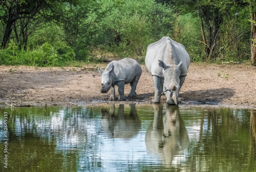 Fototapeta premium Mother white Rhino with its calf, Serowe, Botswana