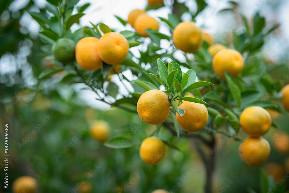 Kumquat tree. Together with Peach blossom tree, Kumquat is one of 2 must have trees in Vietnamese Lunar New Year holiday in north. Kumquat tree. Together with Peach blossom tree, Kumquat is one of 2 must have trees in Vietnamese Lunar New Year holiday in north.