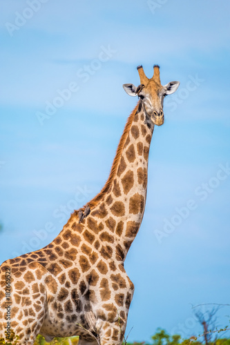 Giraffe, Savuti, Chobe National Park, Botswana